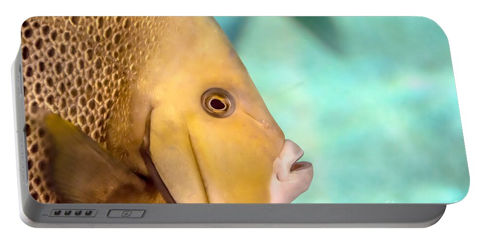 Chub Portable Battery Charger featuring the photograph Fish Profile by Cheryl Baxter