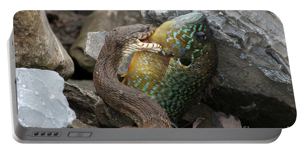 Snake Portable Battery Charger featuring the photograph Fishing by Jeannette Hunt