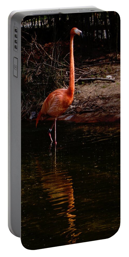 Flamingo Portable Battery Charger featuring the photograph Flamingo at rest. by Weston Westmoreland