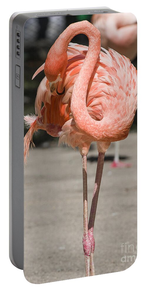 Birds Portable Battery Charger featuring the photograph Flamingo by Steven Ralser