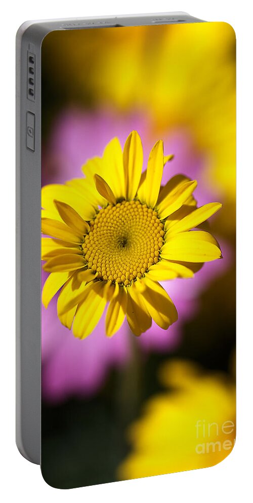 Osteospermum Portable Battery Charger featuring the photograph Floating Daisy by Joy Watson