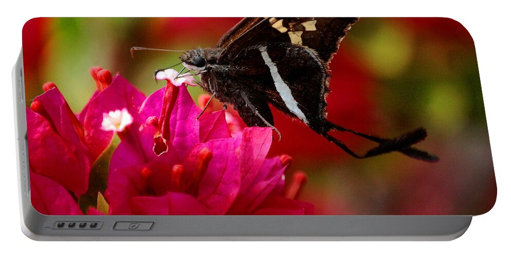 Butterfly Portable Battery Charger featuring the photograph Floating by Leticia Latocki