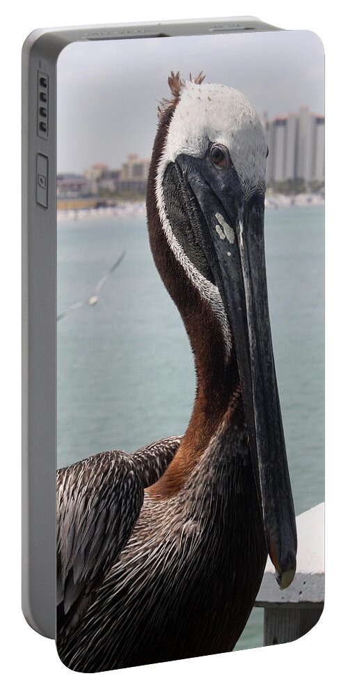 Clearwater Portable Battery Charger featuring the photograph Florida's Finest Bird by David Nicholls