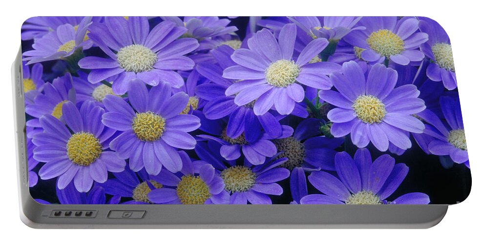 Cineraria Hybrid Portable Battery Charger featuring the photograph Florists Cineraria Hybrid by Geoff Bryant