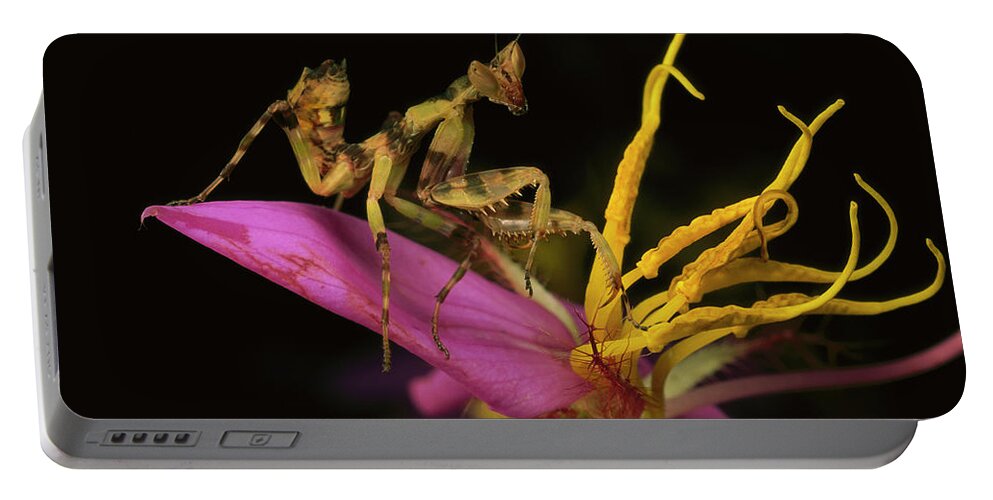 00750980 Portable Battery Charger featuring the photograph Flower Mantis Nymph by Mark Moffett