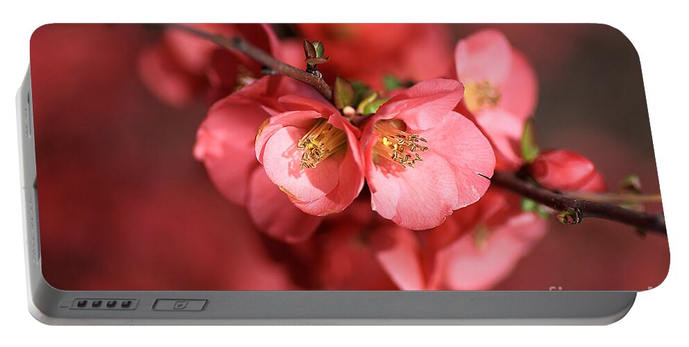 Flowering Quince Portable Battery Charger featuring the photograph Flowering Quince by Joy Watson