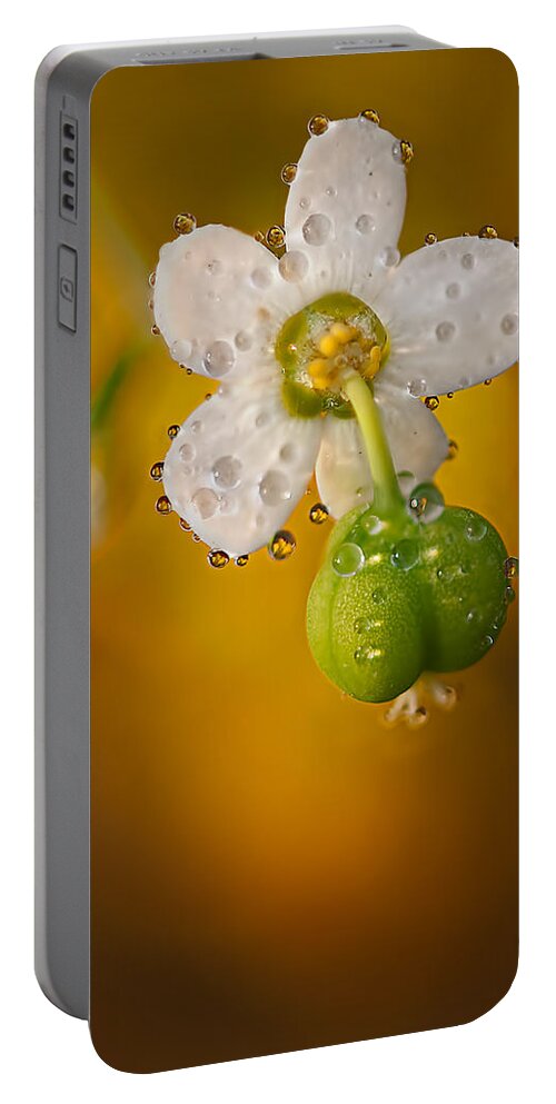 2012 Portable Battery Charger featuring the photograph Flowering Spurge by Robert Charity