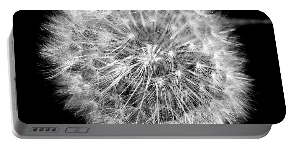 Dandelion Portable Battery Charger featuring the photograph Fluffy Dandelion On Black by Nina Ficur Feenan