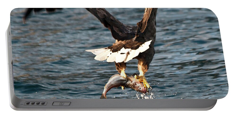 White_tailed Eagle Portable Battery Charger featuring the photograph Flying European Sea Eagle 3 by Heiko Koehrer-Wagner