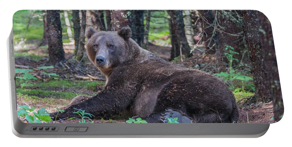 Bear Portable Battery Charger featuring the photograph Forest Bear by Chris Scroggins