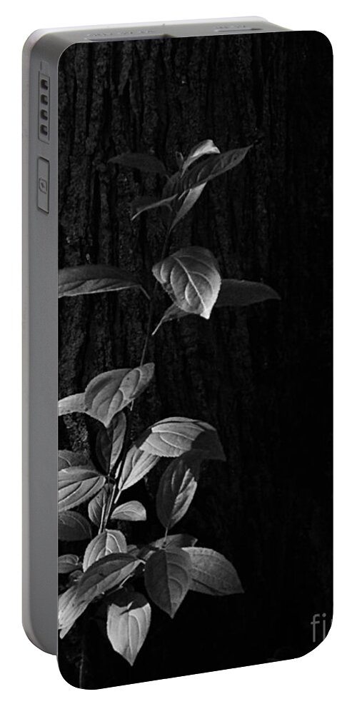  Illinois Portable Battery Charger featuring the photograph Forest Light by Frank J Casella