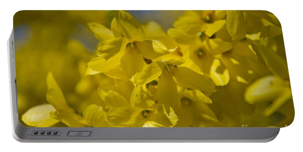 Forsythia Portable Battery Charger featuring the photograph Forsythia by Laurel Best