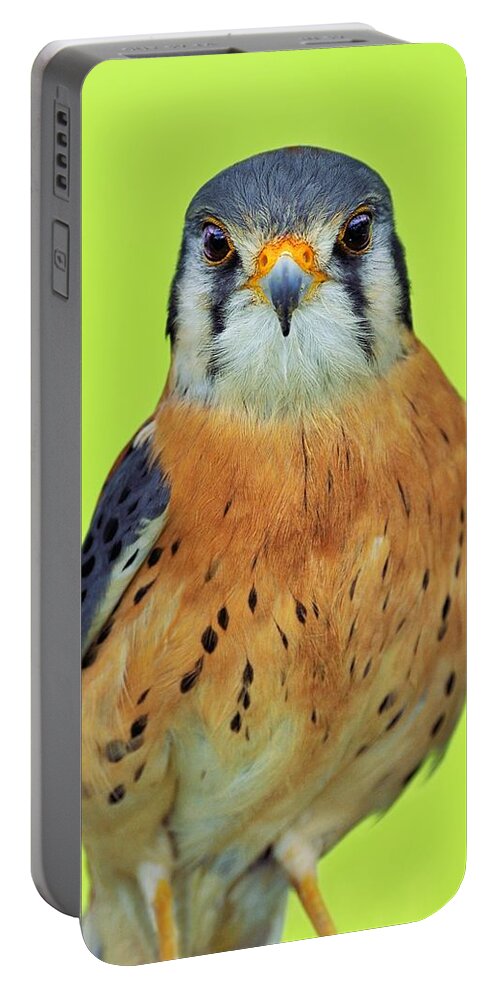 American Kestrel Portable Battery Charger featuring the photograph Forward Focus by Tony Beck
