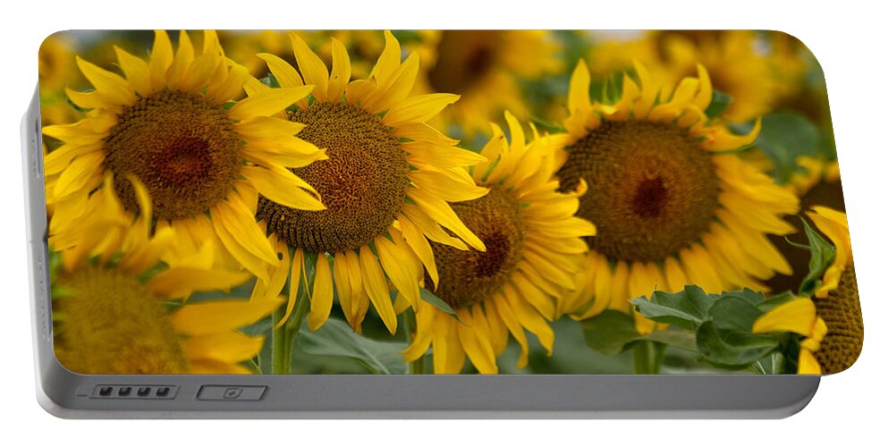 Sunflowers Portable Battery Charger featuring the photograph Four by Ronda Kimbrow