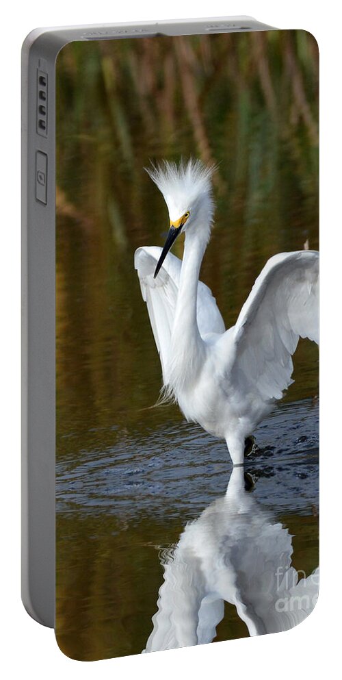 Egrets Portable Battery Charger featuring the photograph Frazzled by Kathy Baccari