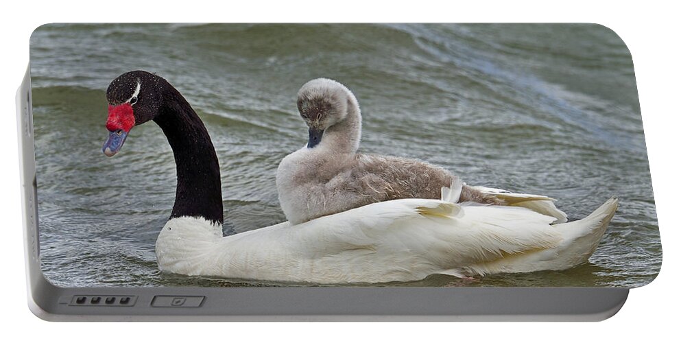 Black-necked Swan Portable Battery Charger featuring the photograph Free Ride by Tony Beck