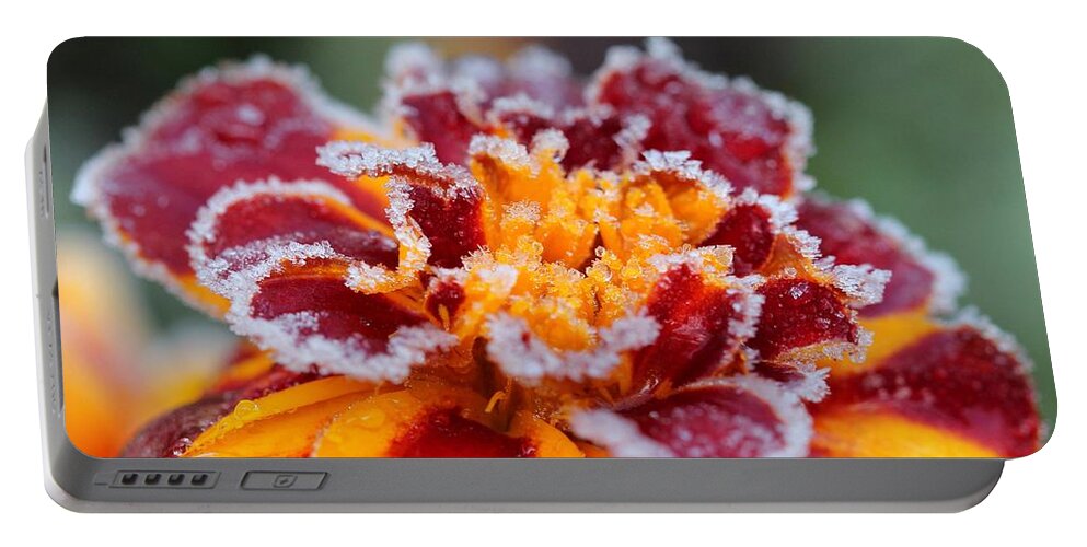 Mccombie Portable Battery Charger featuring the photograph French Marigold named Durango Red Outlined with Frost by J McCombie