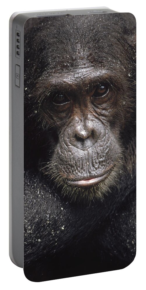 Feb0514 Portable Battery Charger featuring the photograph Frodo Covered With Raindrops Gombe by Gerry Ellis