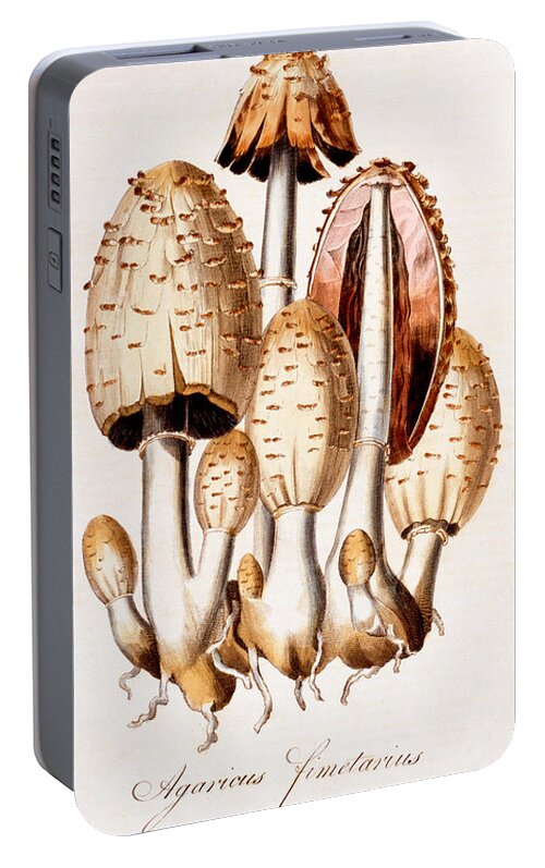Mushroom Portable Battery Charger featuring the painting Fungi by English School