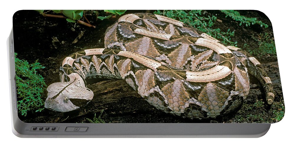 Gaboon Viper Portable Battery Charger featuring the photograph Gaboon Viper by ER Degginger