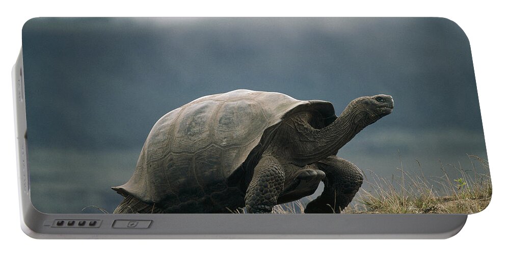Feb0514 Portable Battery Charger featuring the photograph Galapagos Giant Tortoise Male Alcedo by Tui De Roy