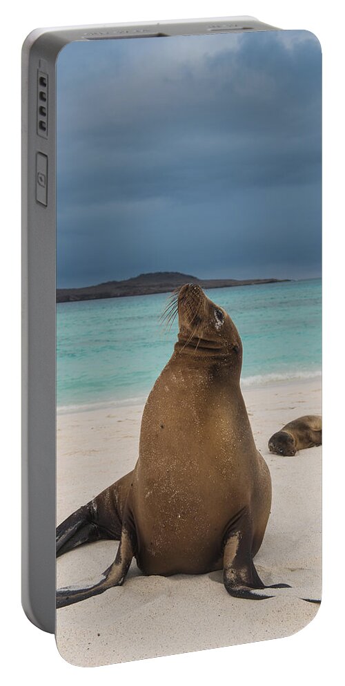 Pete Oxford Portable Battery Charger featuring the photograph Galapagos Sea Lions Gardner Bay by Pete Oxford