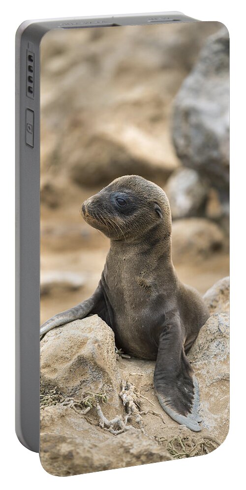 Tui De Roy Portable Battery Charger featuring the photograph Galapagos Sea Lion Pup Champion Islet by Tui De Roy