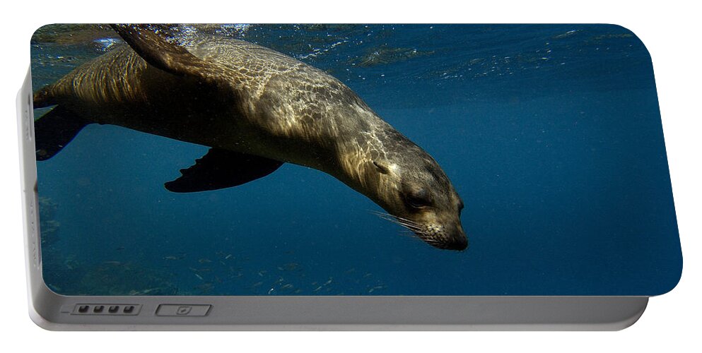 Feb0514 Portable Battery Charger featuring the photograph Galapagos Sea Lion Swimming Ecuador by Pete Oxford