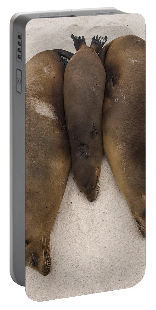 Pete Oxford Portable Battery Charger featuring the photograph Galapagos Sea Lions Gardner Bay Hood by Pete Oxford