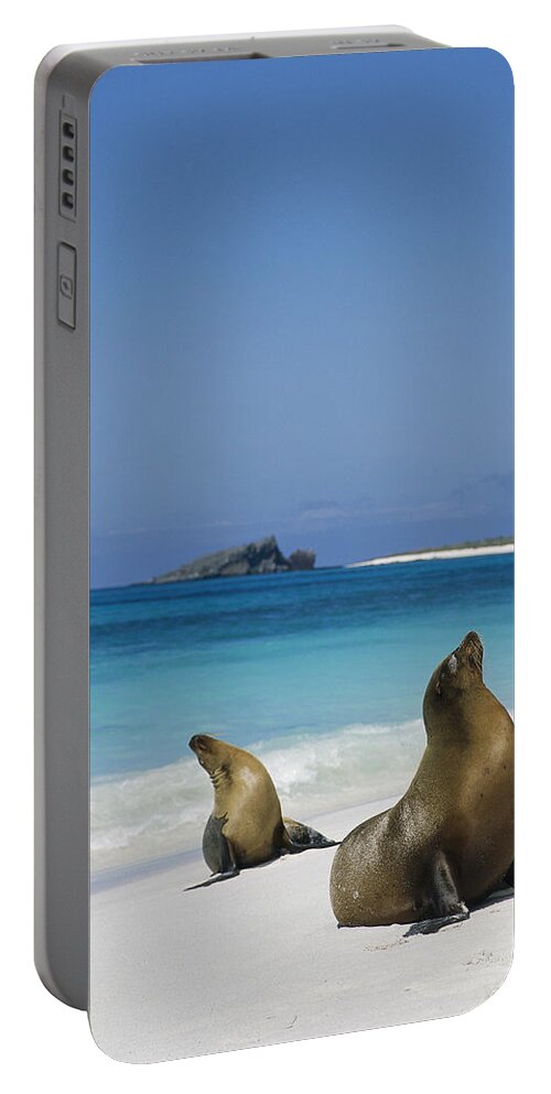 Feb0514 Portable Battery Charger featuring the photograph Galapagos Sea Lions On Beach Galapagos by Tui De Roy