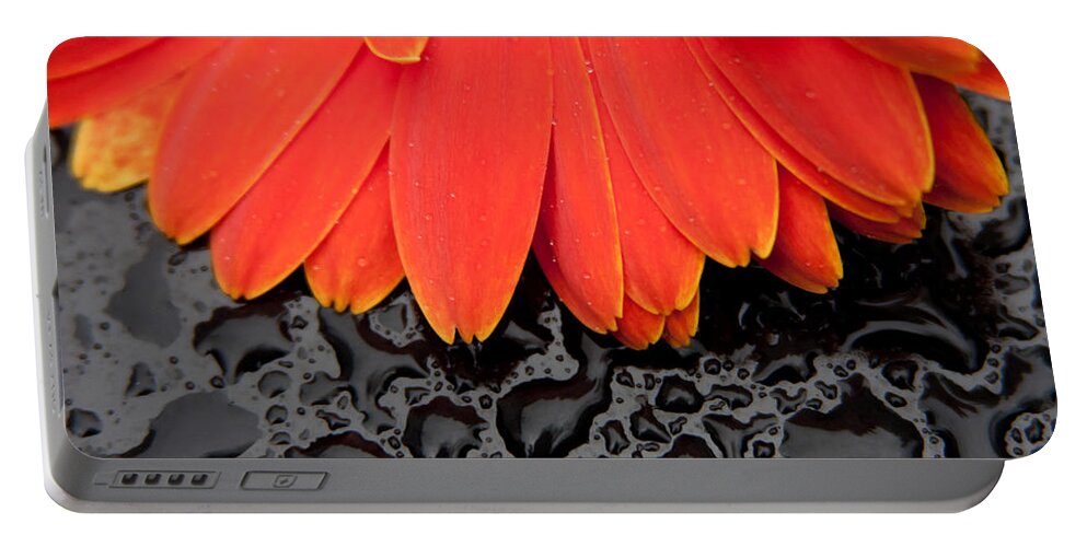 Gerbera Portable Battery Charger featuring the photograph Gerbera on Black by Vanessa Thomas