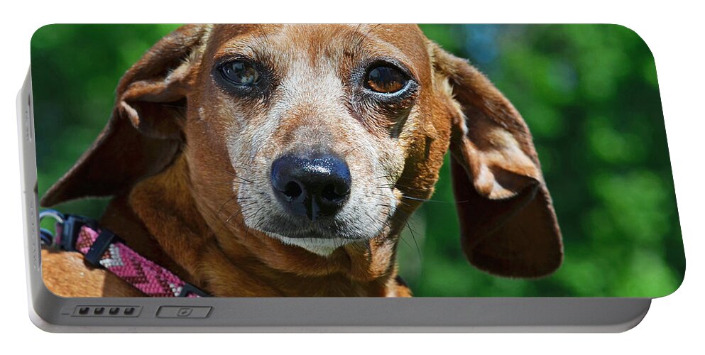 Gem The Miniature Dachshund Portable Battery Charger featuring the photograph Gem the Miniature Dachshund by Lisa Phillips