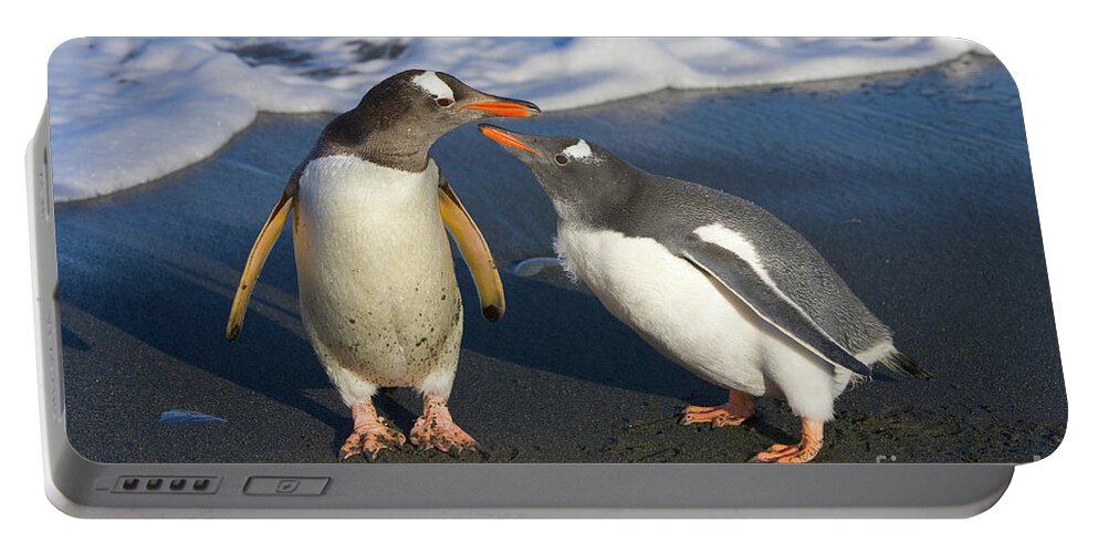 00345356 Portable Battery Charger featuring the photograph Gentoo Penguin Chick Begging For Food by Yva Momatiuk and John Eastcott