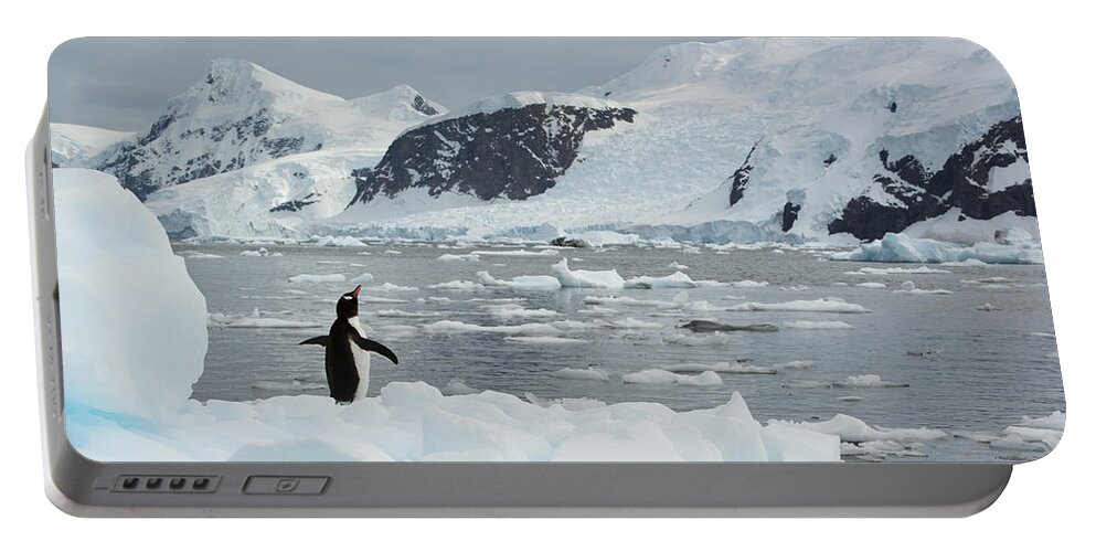 534762 Portable Battery Charger featuring the photograph Gentoo Penguin On Ice Floe Antarctica by Kevin Schafer