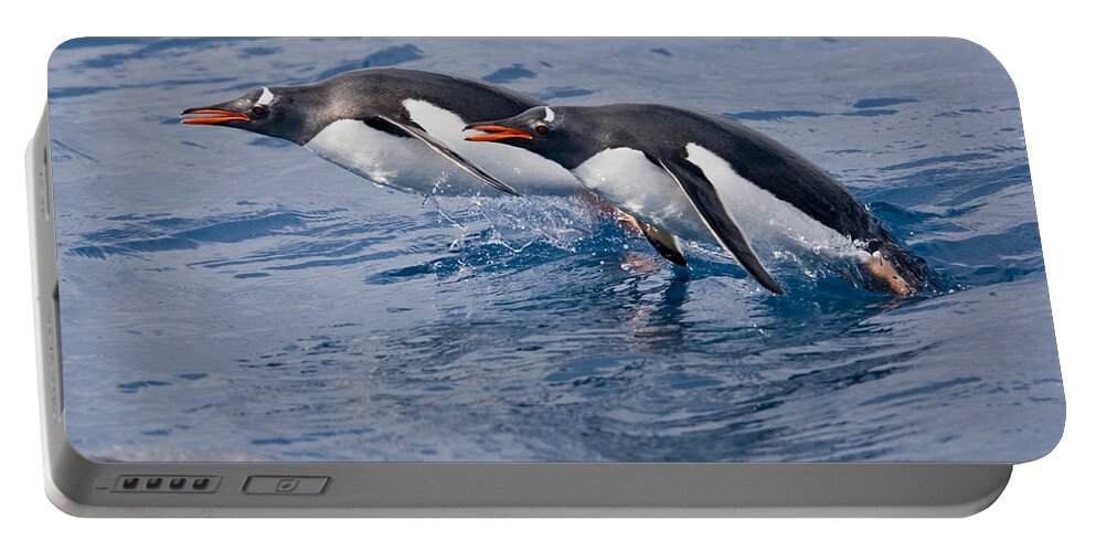 Flpa Portable Battery Charger featuring the photograph Gentoo Penguin Pair Porpoising Cooper by Dickie Duckett