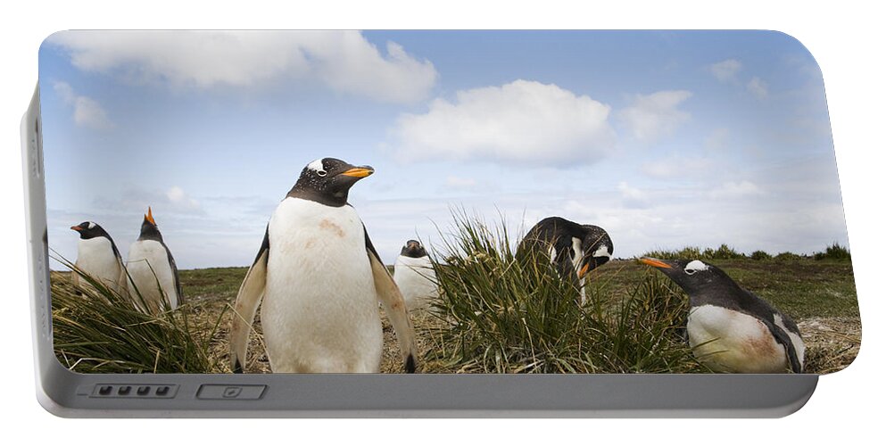 Flpa Portable Battery Charger featuring the photograph Gentoo Penguins Sea Lion Isl Falklands by Dickie Duckett