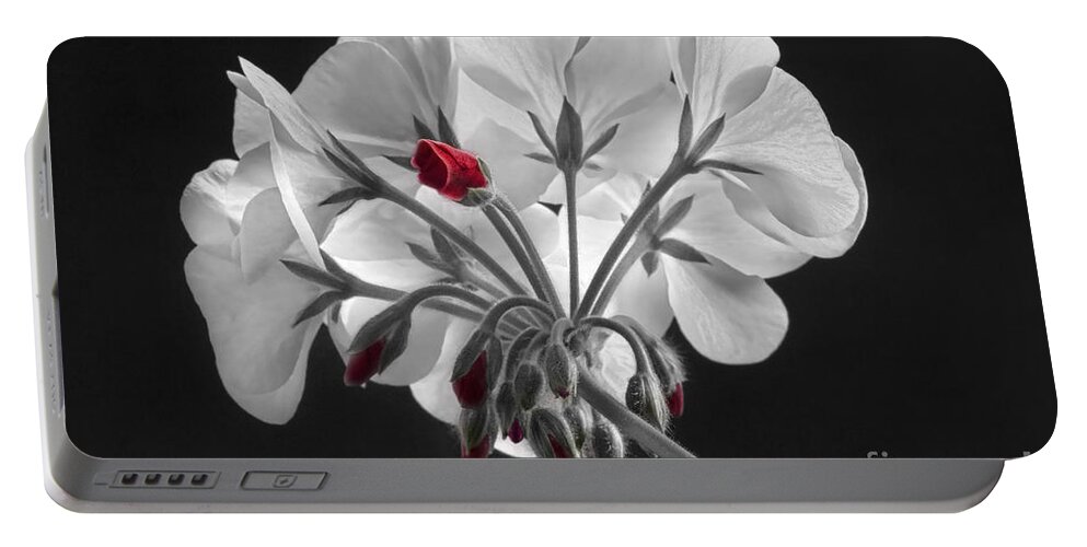 'red Geranium' Portable Battery Charger featuring the photograph Geranium Flower In Progress by James BO Insogna