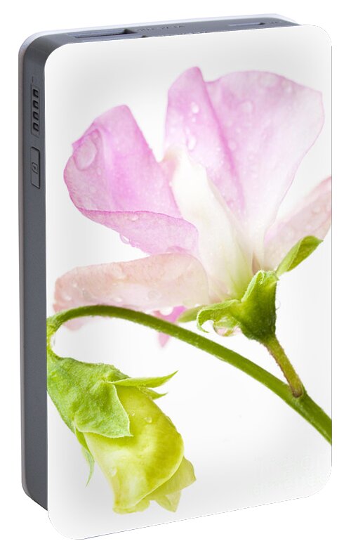 August Portable Battery Charger featuring the photograph Geranium Pink by Anne Gilbert