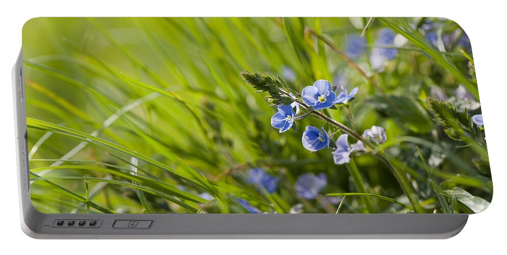 Back Portable Battery Charger featuring the photograph Germander Speedwell by Anne Gilbert