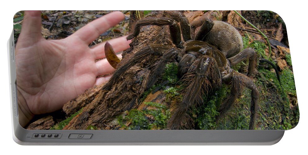 00542026 Portable Battery Charger featuring the photograph Giant Goliath Spider by Piotr Naskrecki
