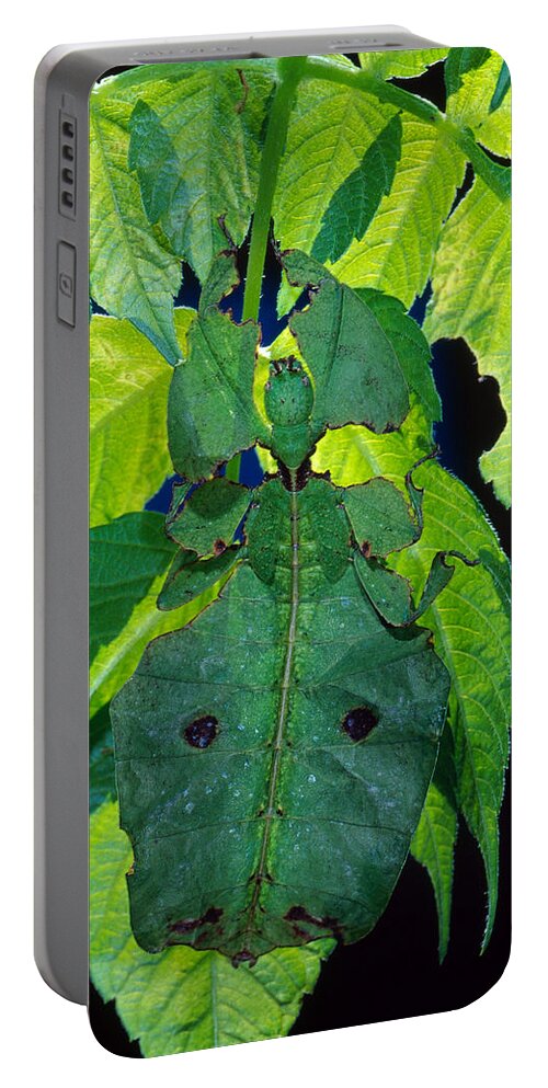 Leaf Insect Portable Battery Charger featuring the photograph Giant Leaf Insect by Richard R. Hansen