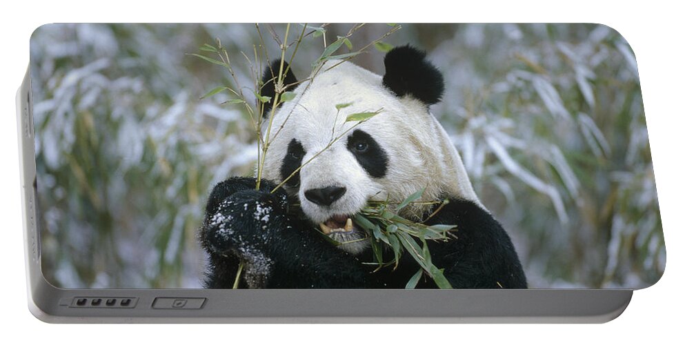 Feb0514 Portable Battery Charger featuring the photograph Giant Panda Eating Bamboo Wolong Valley by Konrad Wothe