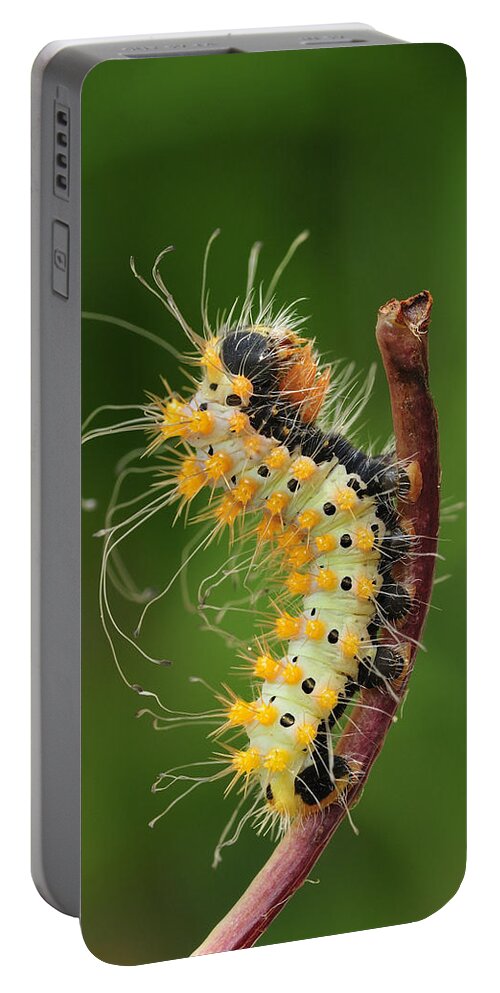 525070 Portable Battery Charger featuring the photograph Giant Peacock Moth Caterpillar by Thomas Marent