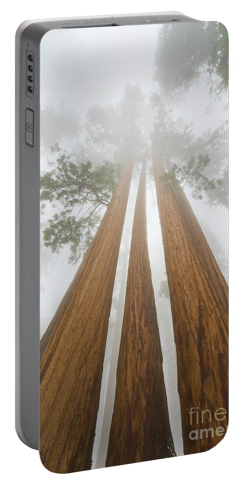 00431220 Portable Battery Charger featuring the photograph Giant Sequoias In the Fog by Yva Momatiuk John Eastcott