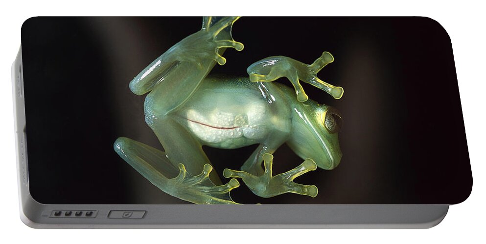 Feb0514 Portable Battery Charger featuring the photograph Glass Frog by Heidi & Hans-Juergen Koch
