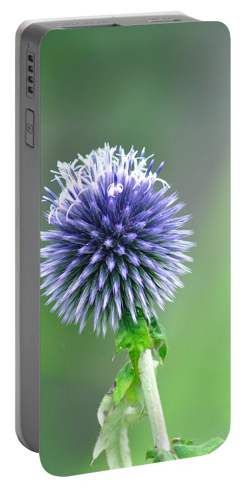 Flower Portable Battery Charger featuring the photograph Globe Thistle - Echinops bannaticus by Rod Johnson