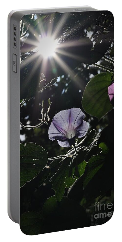 Morning Glory Portable Battery Charger featuring the photograph Glorious by Cheryl Baxter
