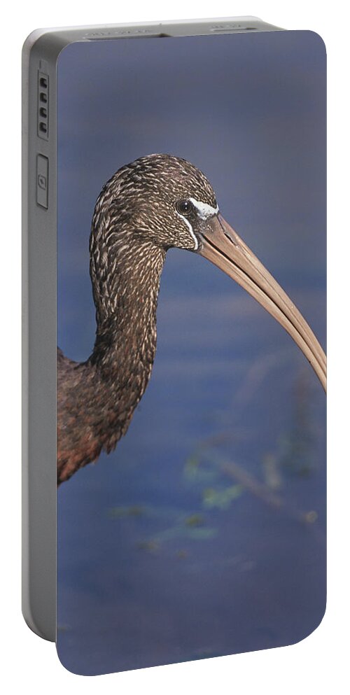 Ibis Portable Battery Charger featuring the photograph Glossy Ibis Headshot by John Harmon