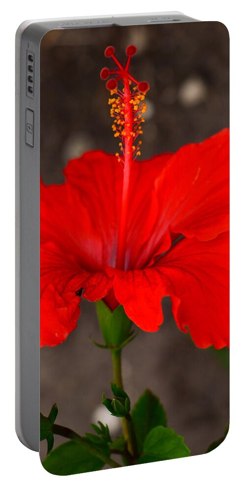Glowing Portable Battery Charger featuring the photograph Glowing Red Hibiscus by Debra Martz
