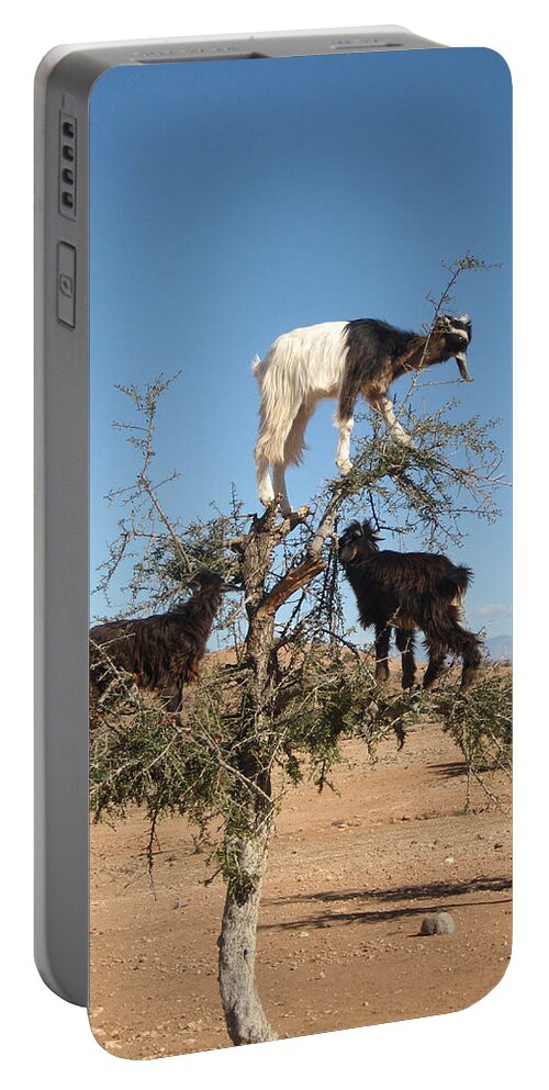 Goats Argan Tree Argania Spinosa Morocco Eating Fruit Desert Funny Fun Odd Unusual Balancing Animal Country Countryside Eat Feeding Goat Moroccan Natural Nature Rural Stand Tree Unusual Wild Wildlife Black White Blue Sky Landscape Africa Amusing Portable Battery Charger featuring the photograph Goats in a tree by Steve Ball